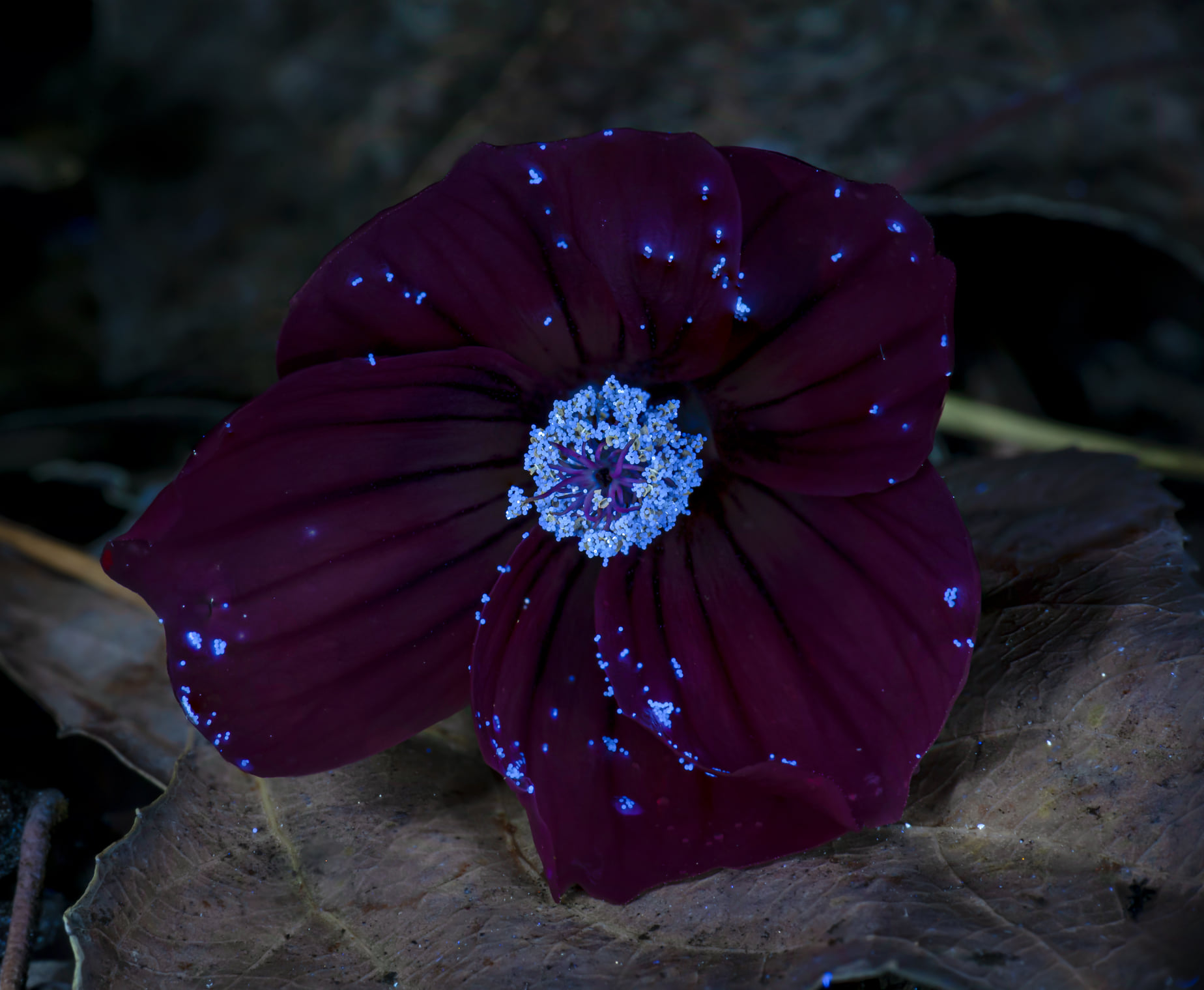 La misma flor de Malva assurgentiflora, los pétalos aparecen un púrpura negruzco oscuro y el polen brilla un azul neón.