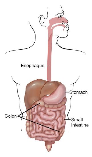 Digestive organs, such as esophagus, stomach and small intestine