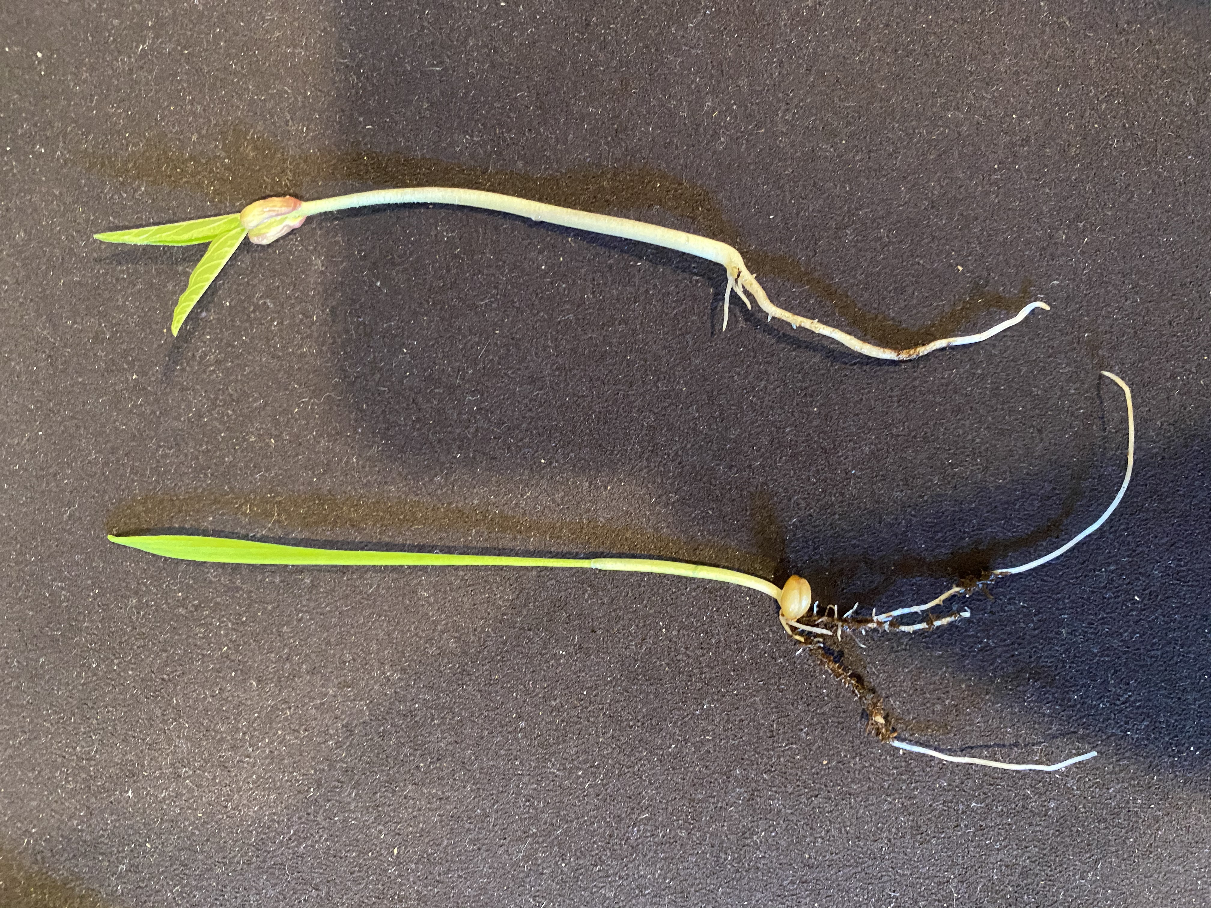 Wheat and Mung Bean seedlings, showing roots, stem, and cotyledons