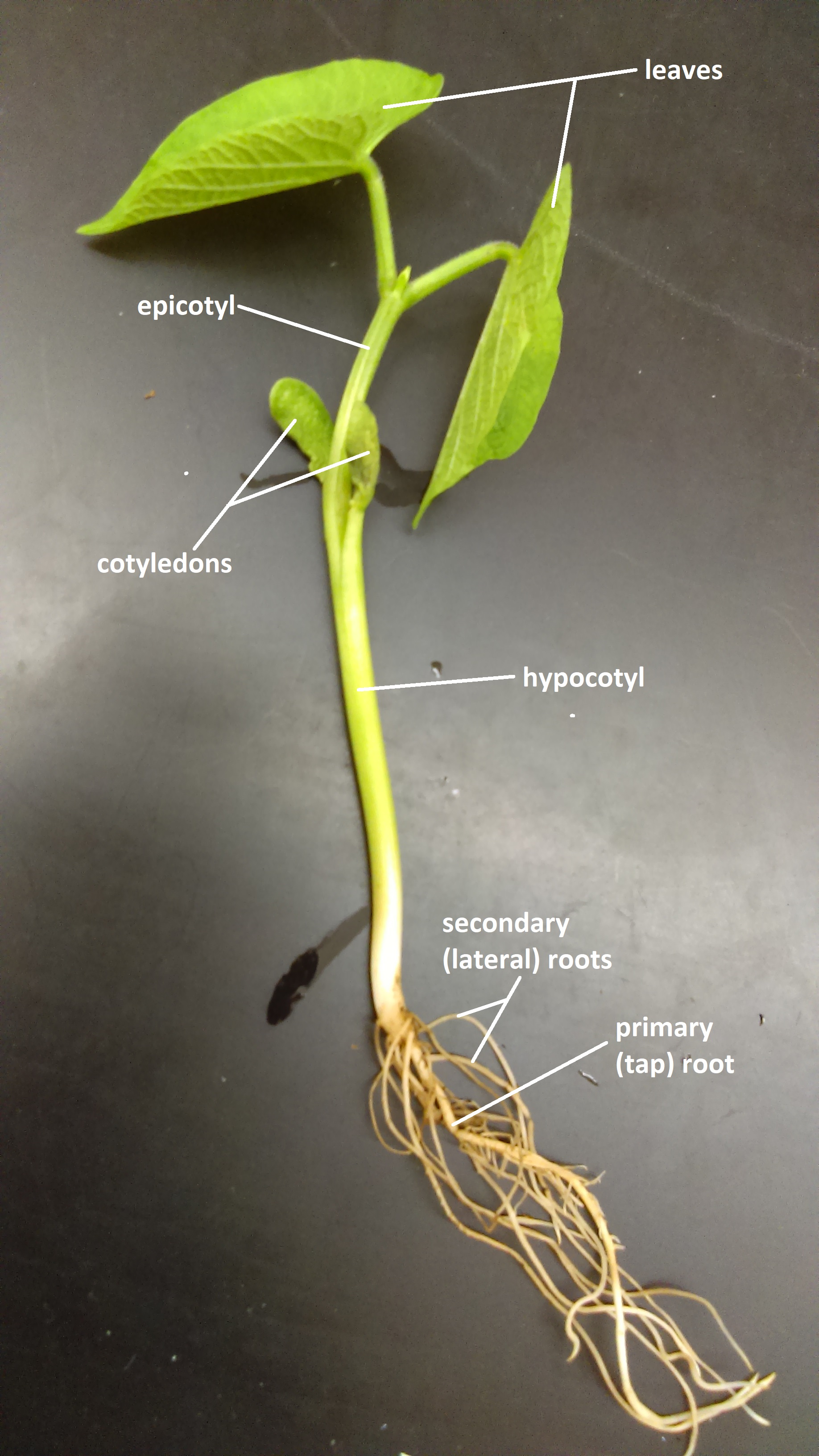 An older bean seedling shows green cotyledons aboveground. A long taproot with stringy lateral roots are belowground. 