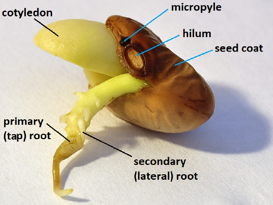 A bean begins to germinate. One cotyledon pokes through the seed coat. Tiny lateral roots branch from the main root.