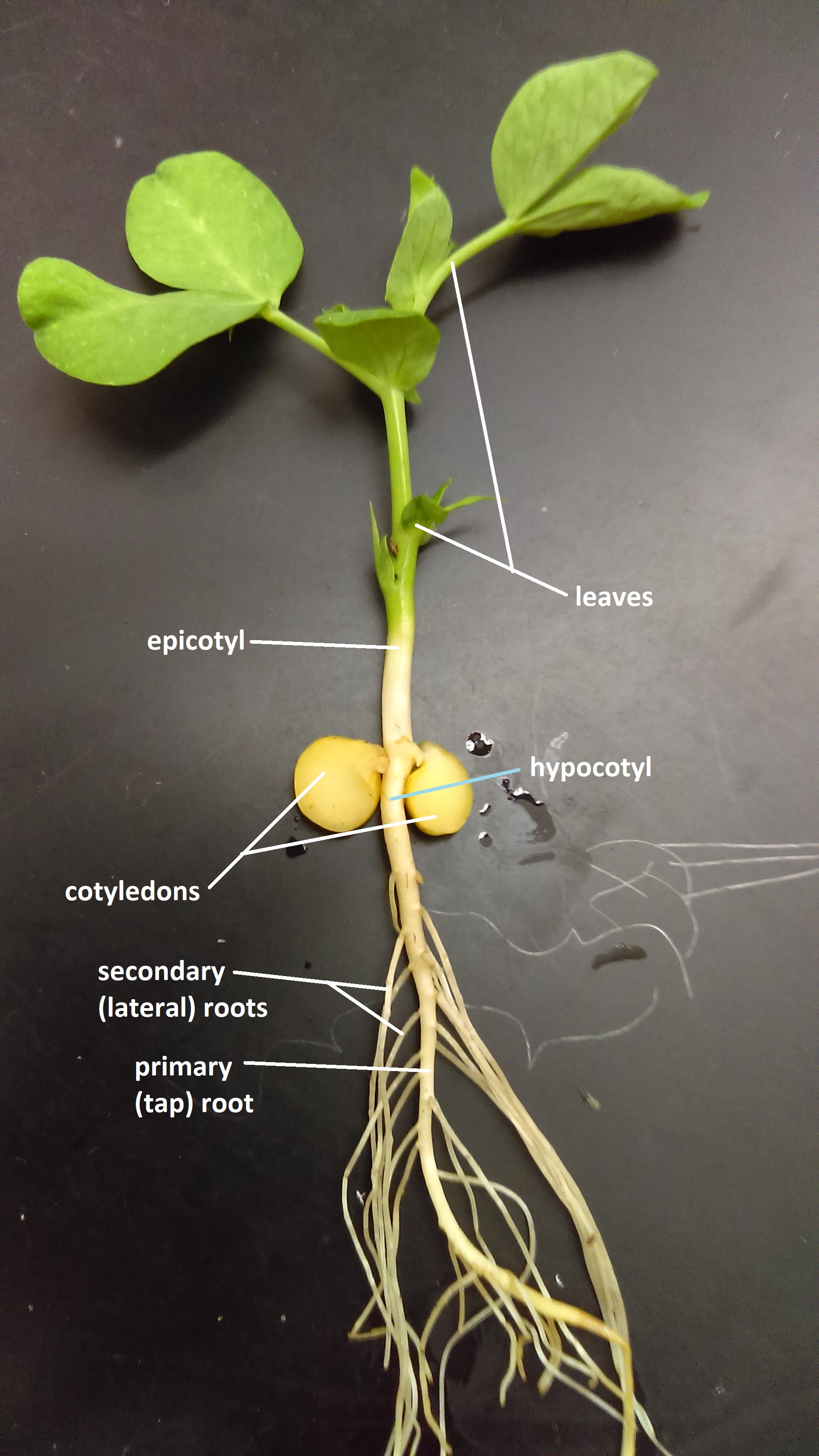 A pea seedling. The yellow cotyledons remained below ground. The epicotyl elongated, and leaves develop at the top.