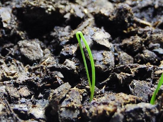 A curved scallion cotyledon emerges from the ground.