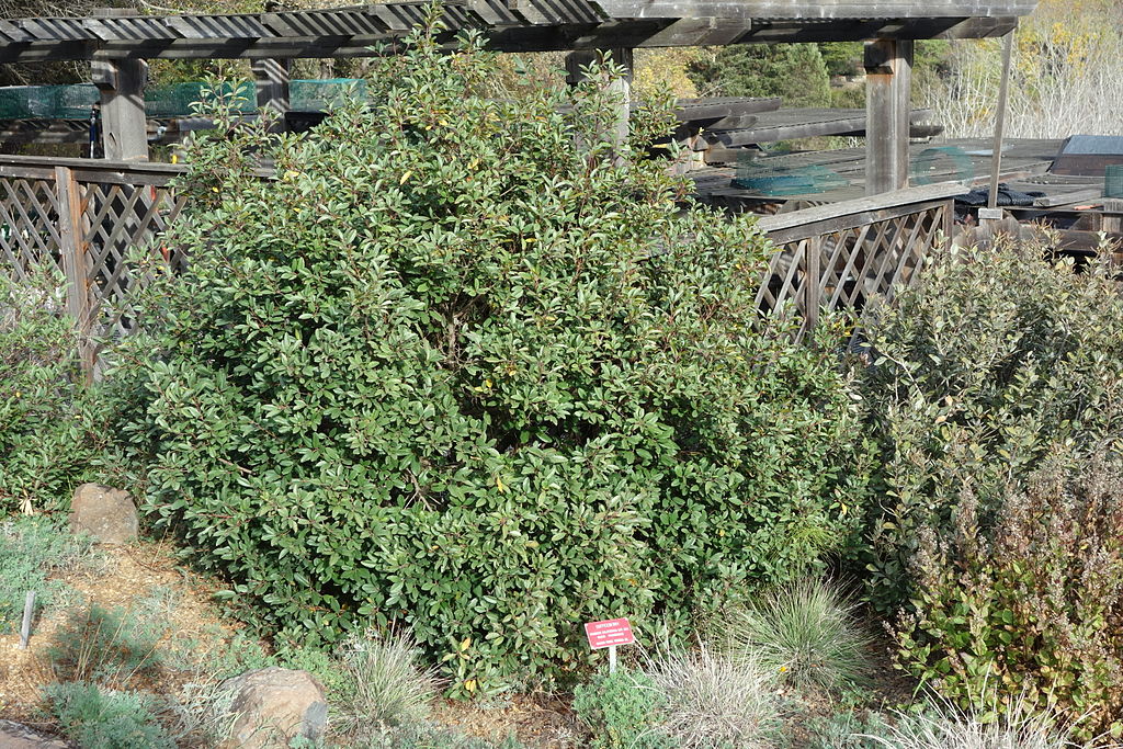 Coffeeberry at a botanic garden. It is a shrub with smooth, oval leaves.