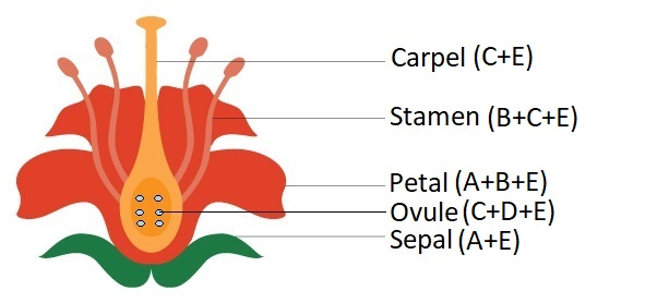 The four whorls of a flower are labeled along with the combination of genes that produces them.