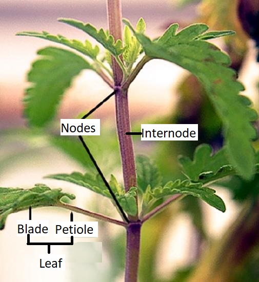 Close-up view of a shoot with nodes, internodes, and leaves labeled