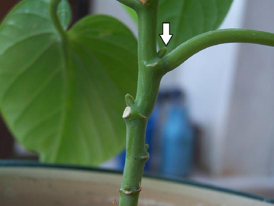 An arrow marks a rounded point emerging where a leaf petiole attaches to the stem