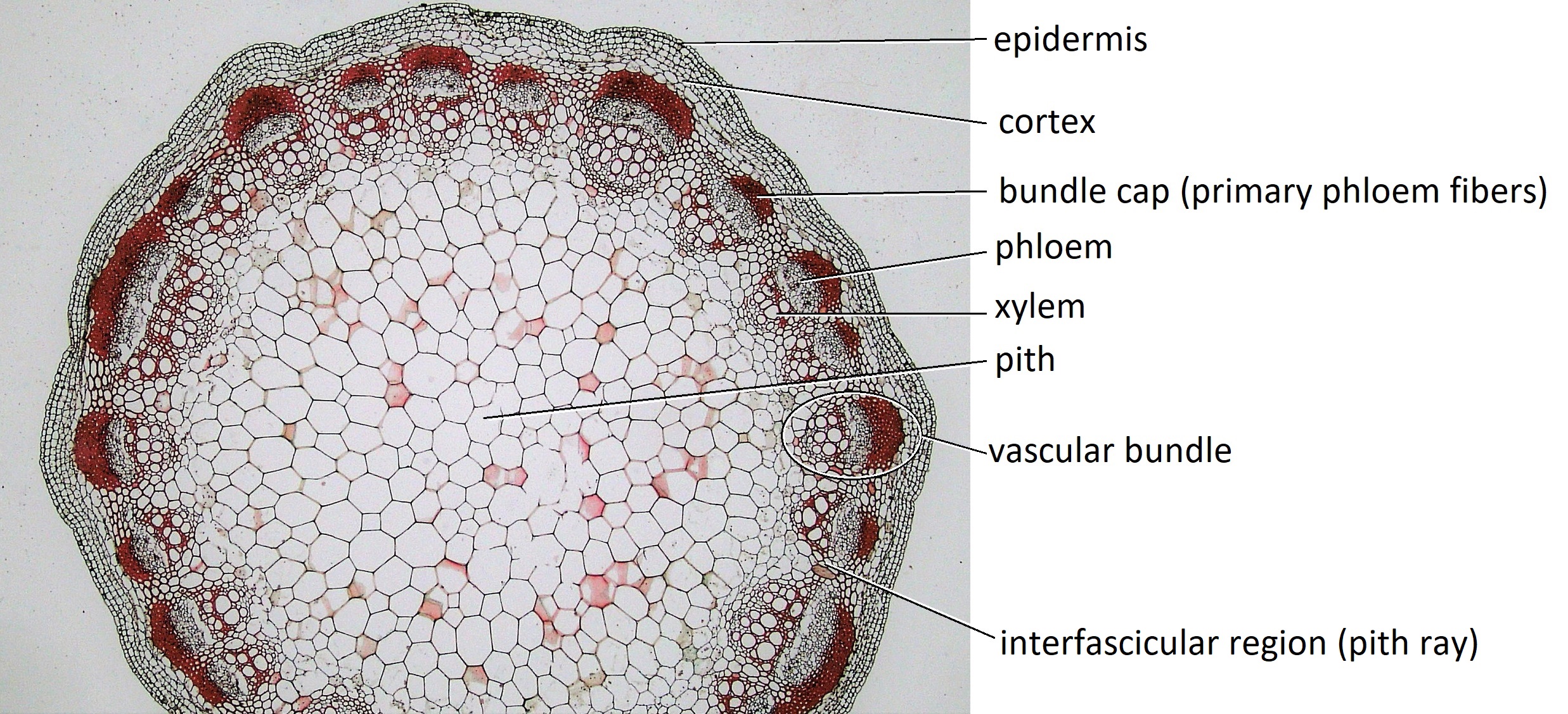 A cross section of a Helianthus stem