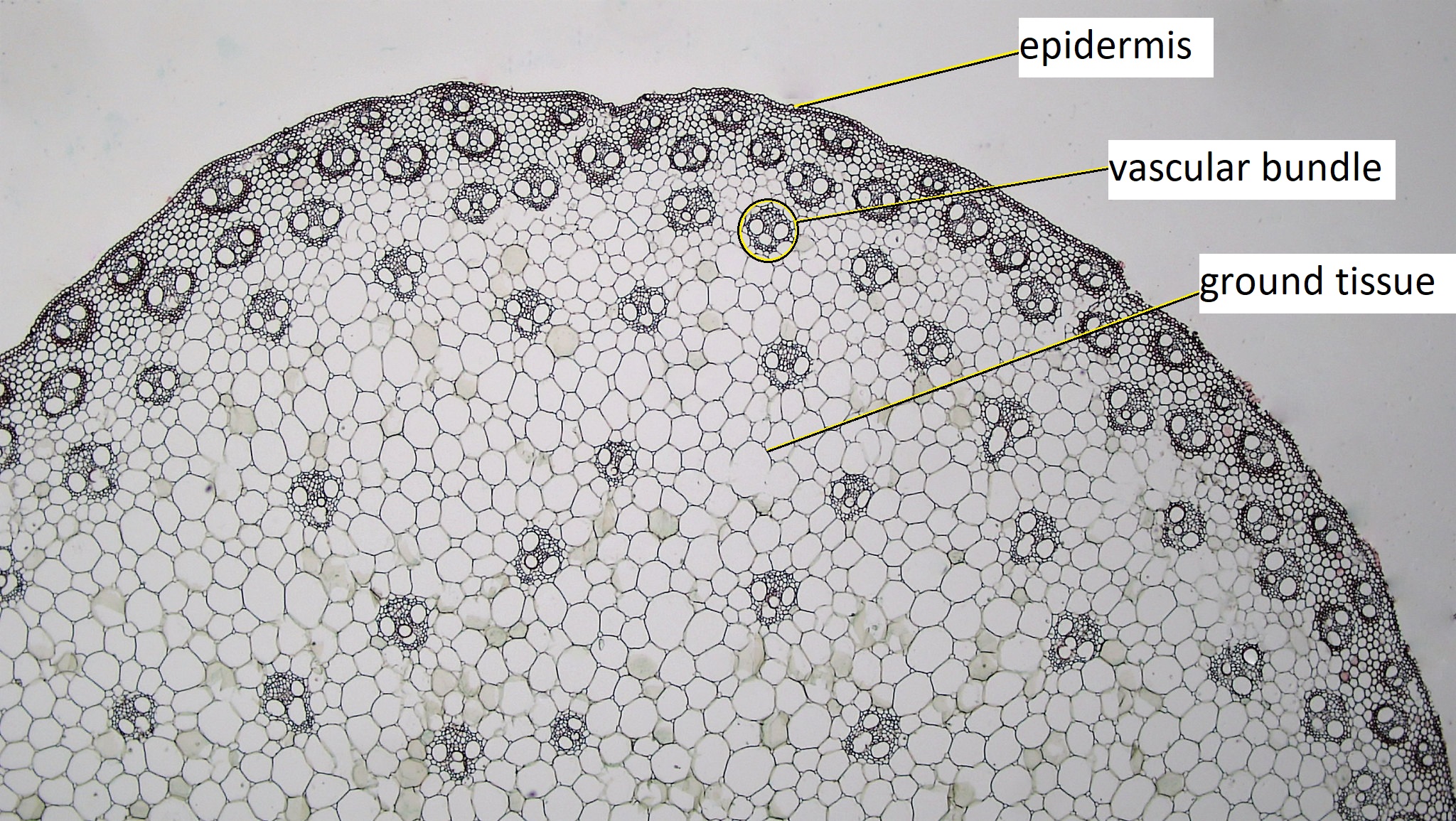 A cross section of a corn stem, showing scattered vascular bundles