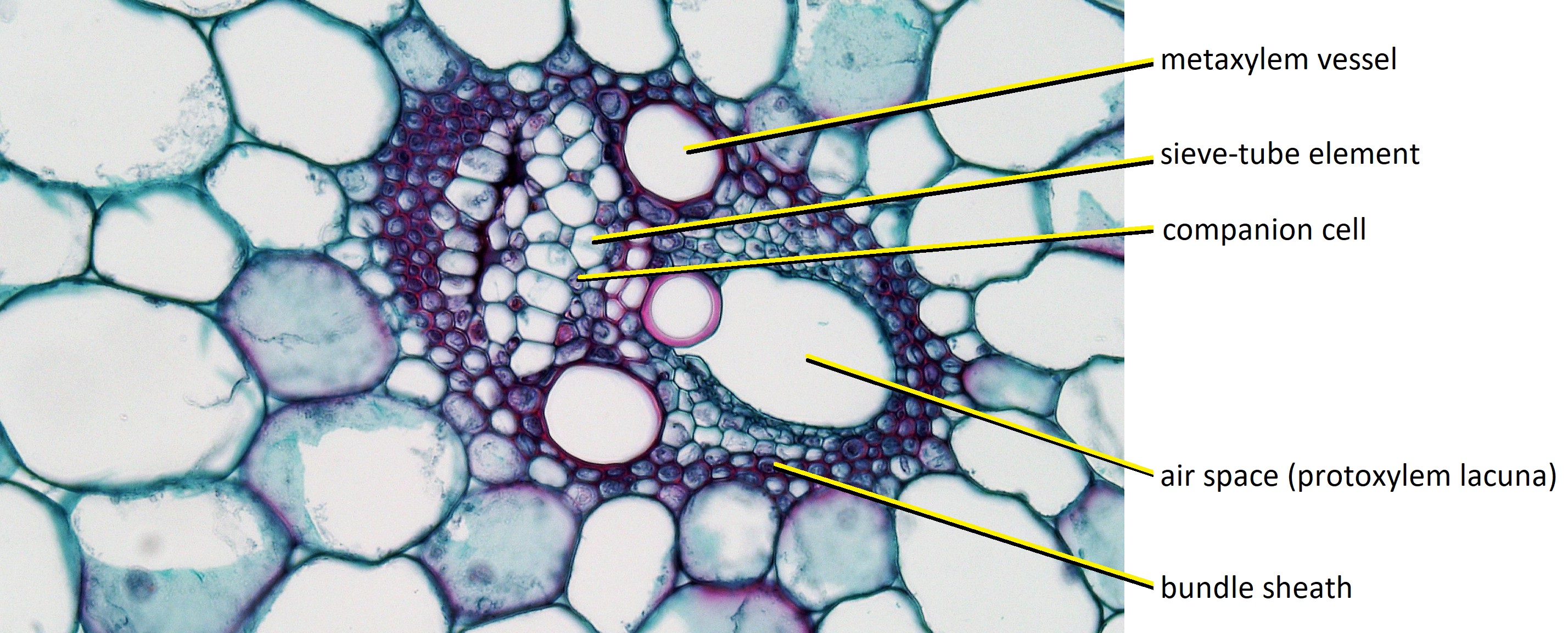 A close-up view of a vascular bundle in a corn stem, showing conducting elements of the xylem and phloem