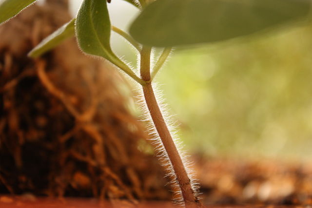 Close-up view of a reddish green stem with thin white hairs extending from it