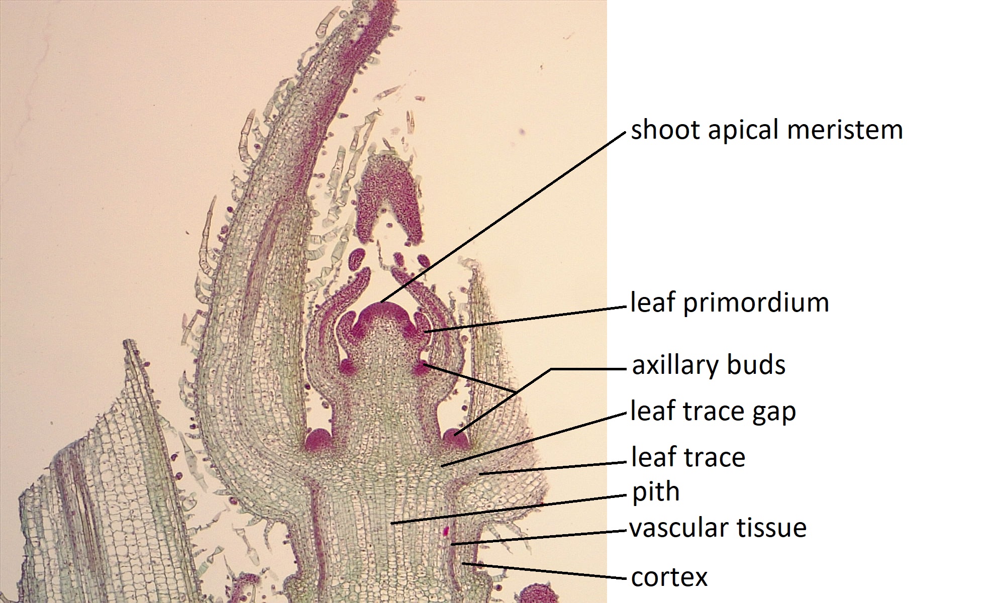 Longitudinal section of a Coleus shoot showing shoot apical meristem and leaf primordia