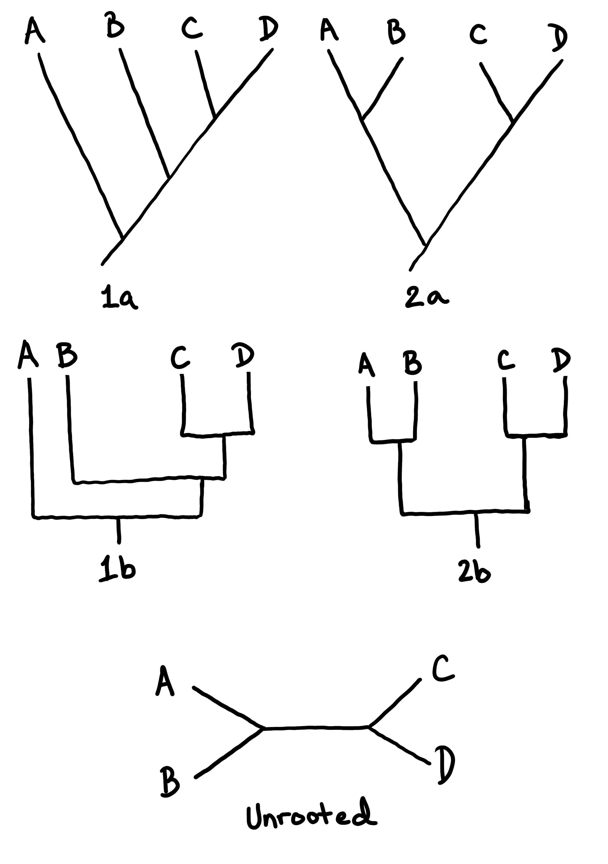 5 example branching diagrams communicating the relationships between 4 different organisms or groups (A, B, C, and D). 