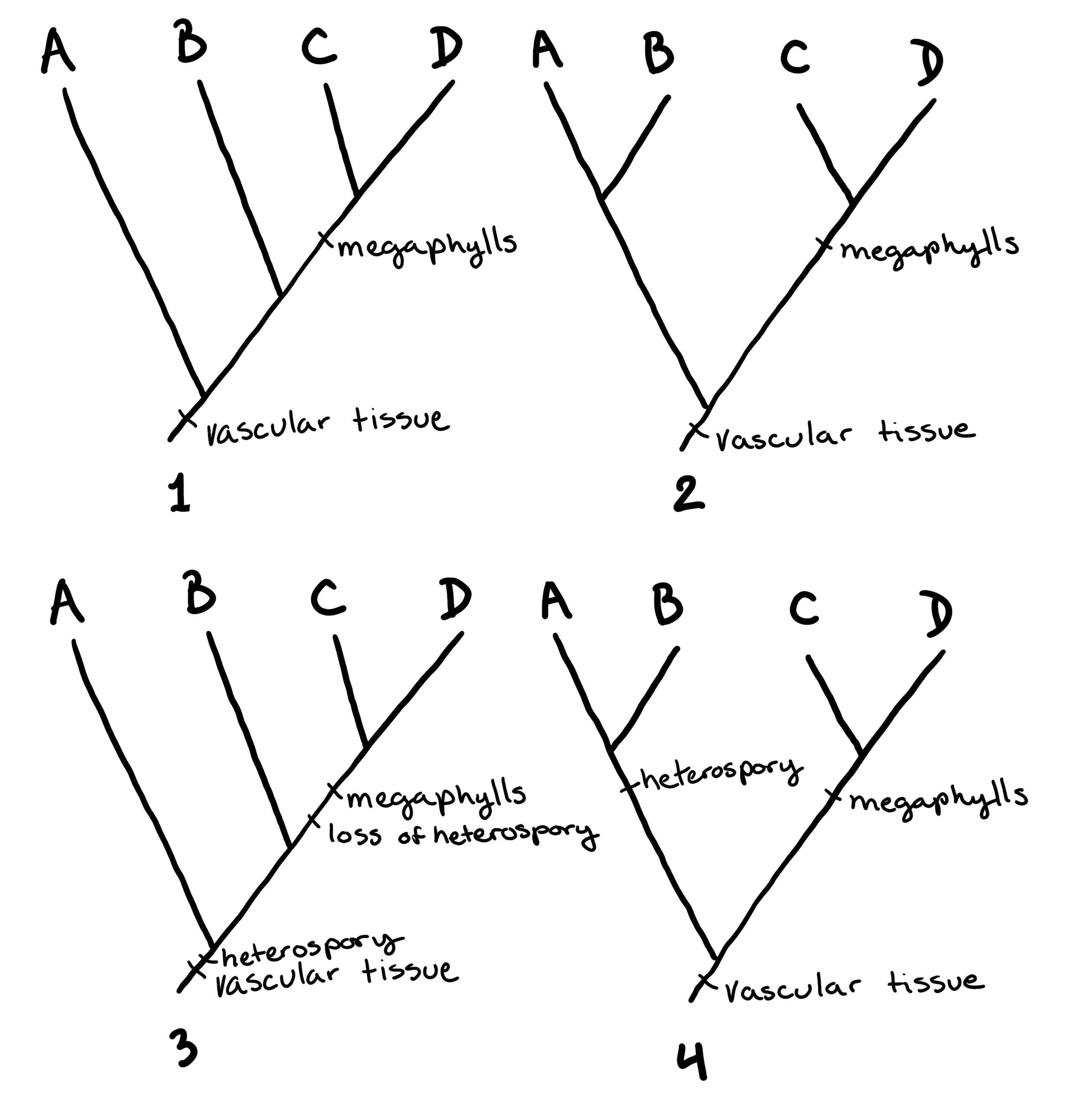 Four trees communicating the relationships between A, B, C, and D. However, this time there are traits added to the trees. 