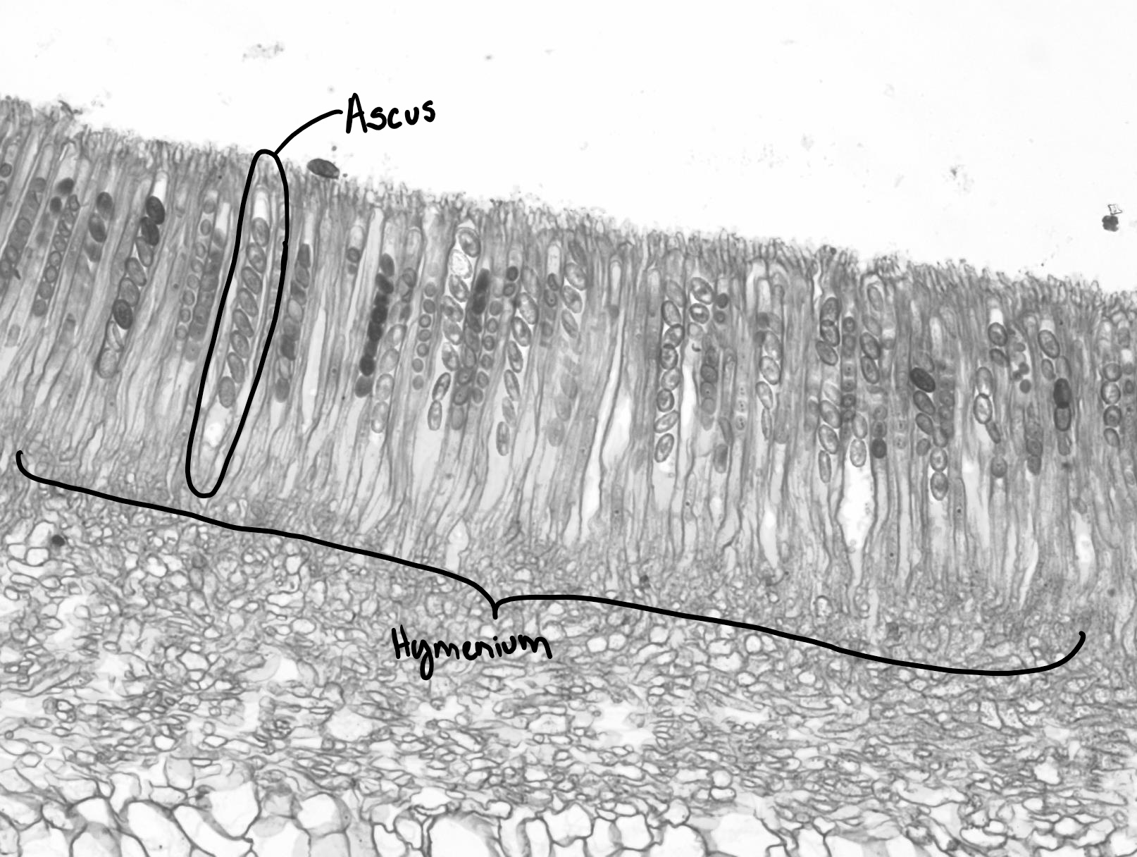 A prepared slide of the hymenium of a cup fungus, showing a row of asci with ascospores (this row is labeled as the hymenium)