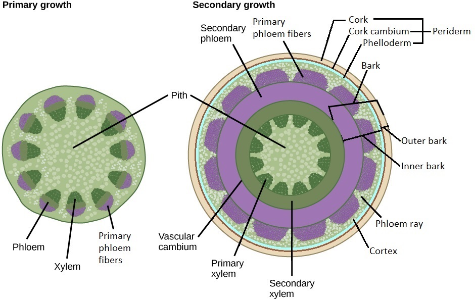 Primary and secondary stem cross sections. Both have a pith and cortex. The secondary stem has lateral meristems.