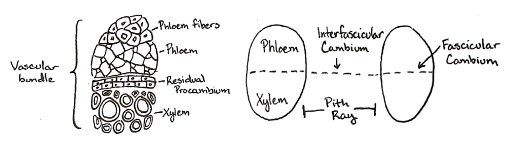 Dibujo de un haz vascular de eustele (izquierda) y dos haces vasculares con un rayo de médula entre ellos (derecha).