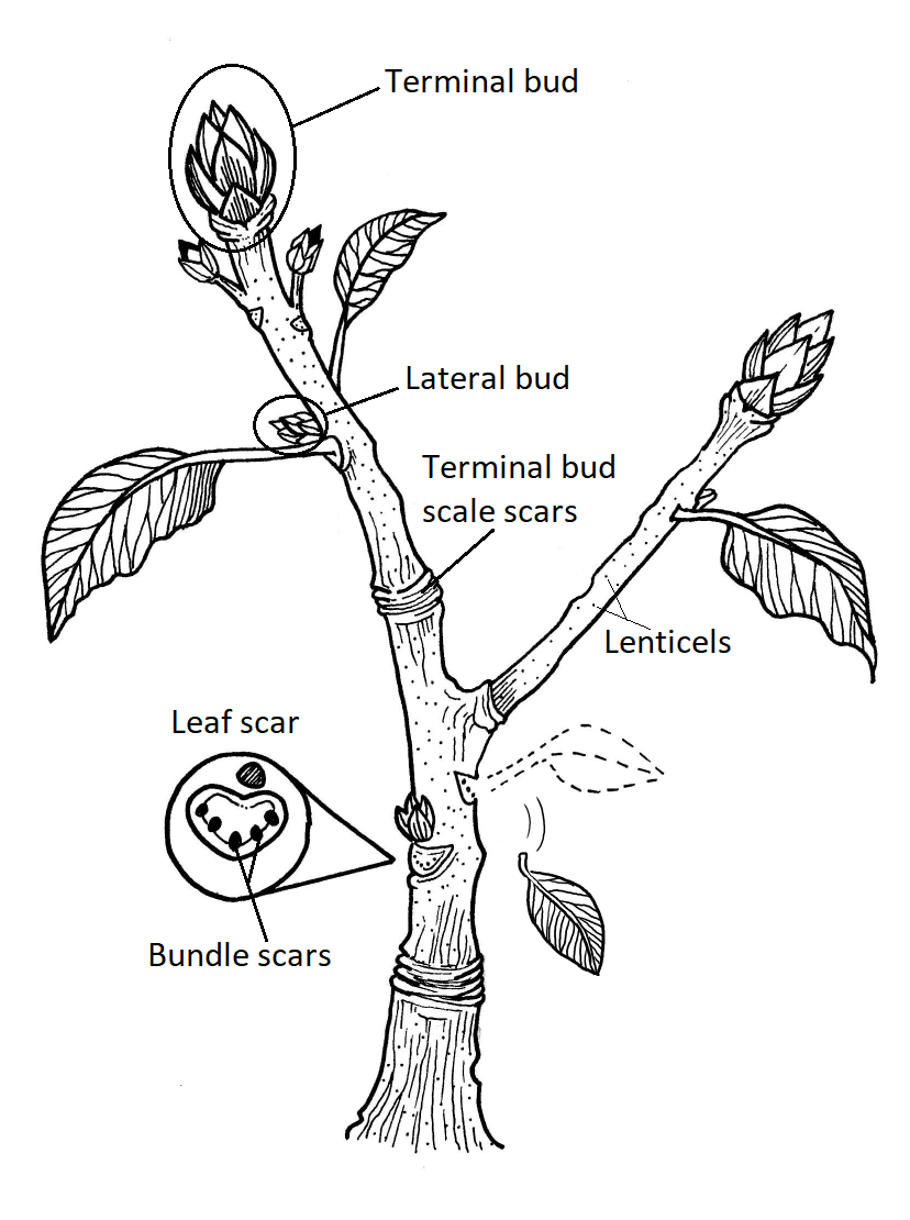 A winter twig with the leaves falling off showing terminal buds, lateral buds, and leaf scars with bundle scars.