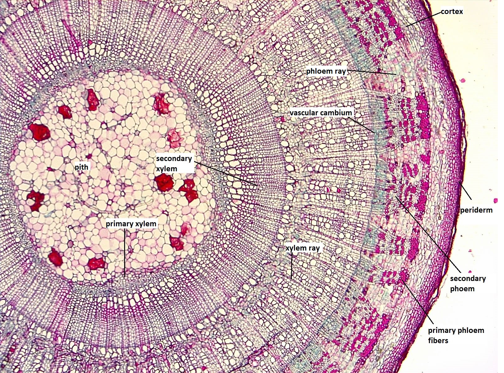 Woody stem cross section shows many cell layers in concentric circles.