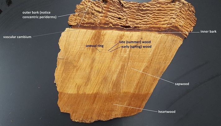Douglas fir wood showing multiple dark and light layers of periderms forming the outer bark and a thin, lighter inner bark.