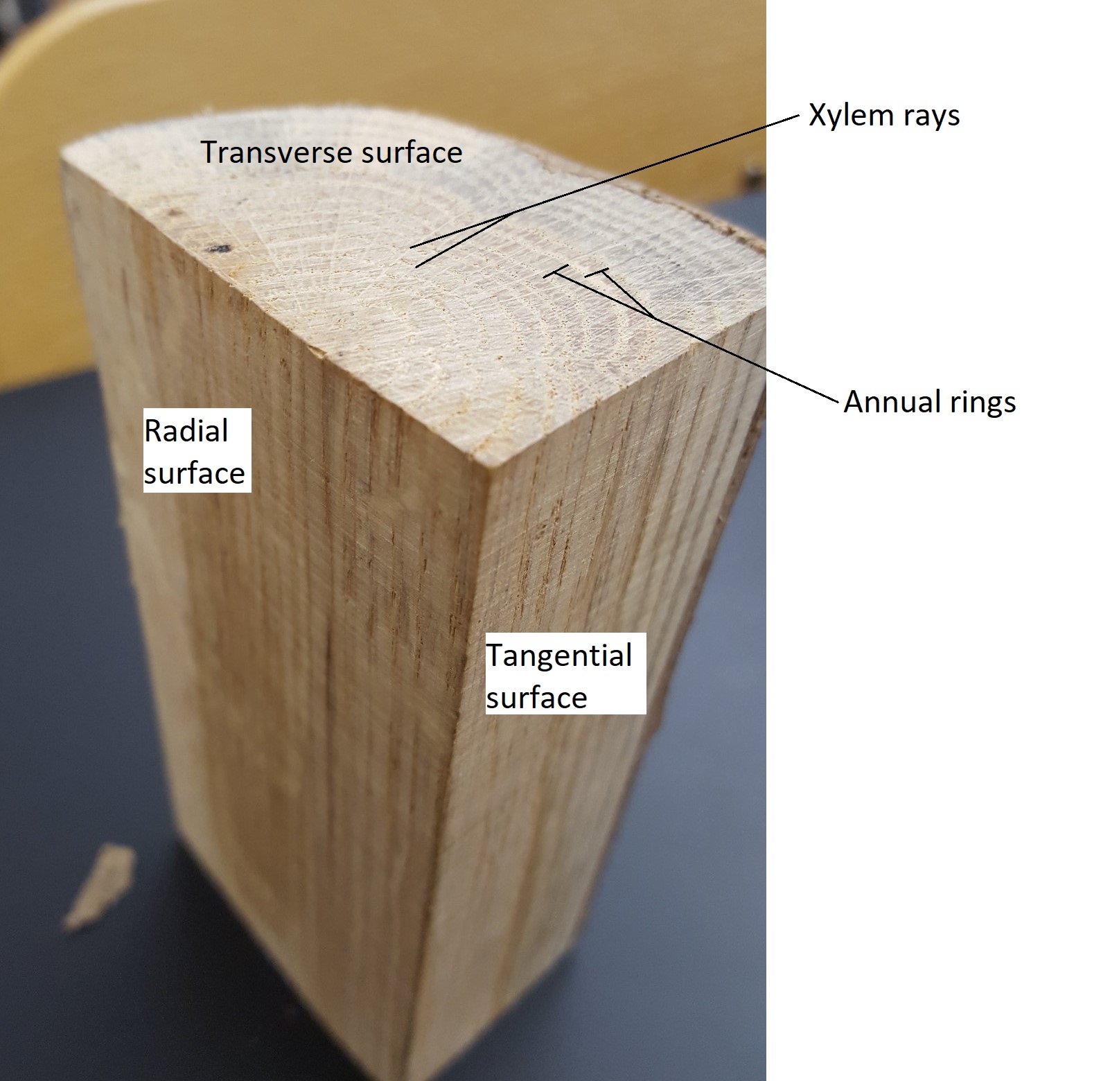 Small round of oak wood showing transverse, radial, and tangential surfaces.