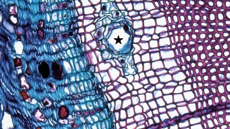 Cross section of pine wood showing a circular opening in the red tracheids surrounded by thin-walled parenchyma cells.