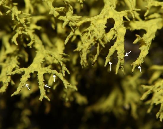 A highly branched yellow fruticose lichen with shiny projections emerging from the cortex