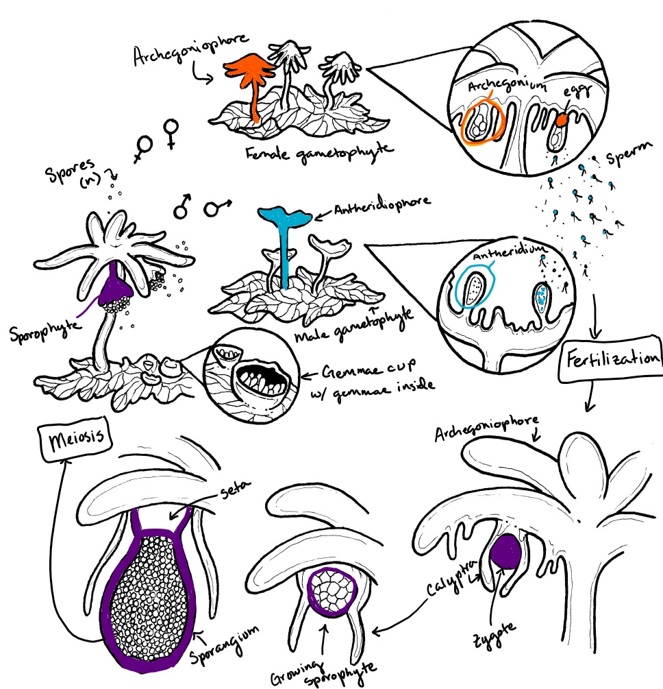Liverwort Life Cycle