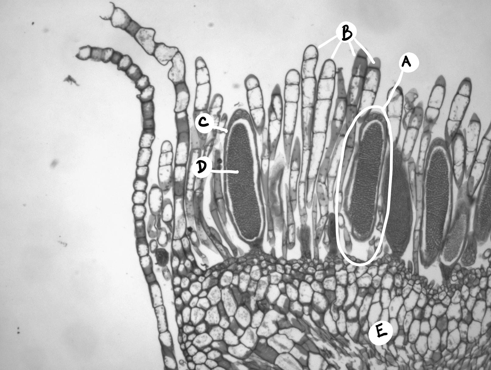 Labeled long section of a Mnium antheridial head