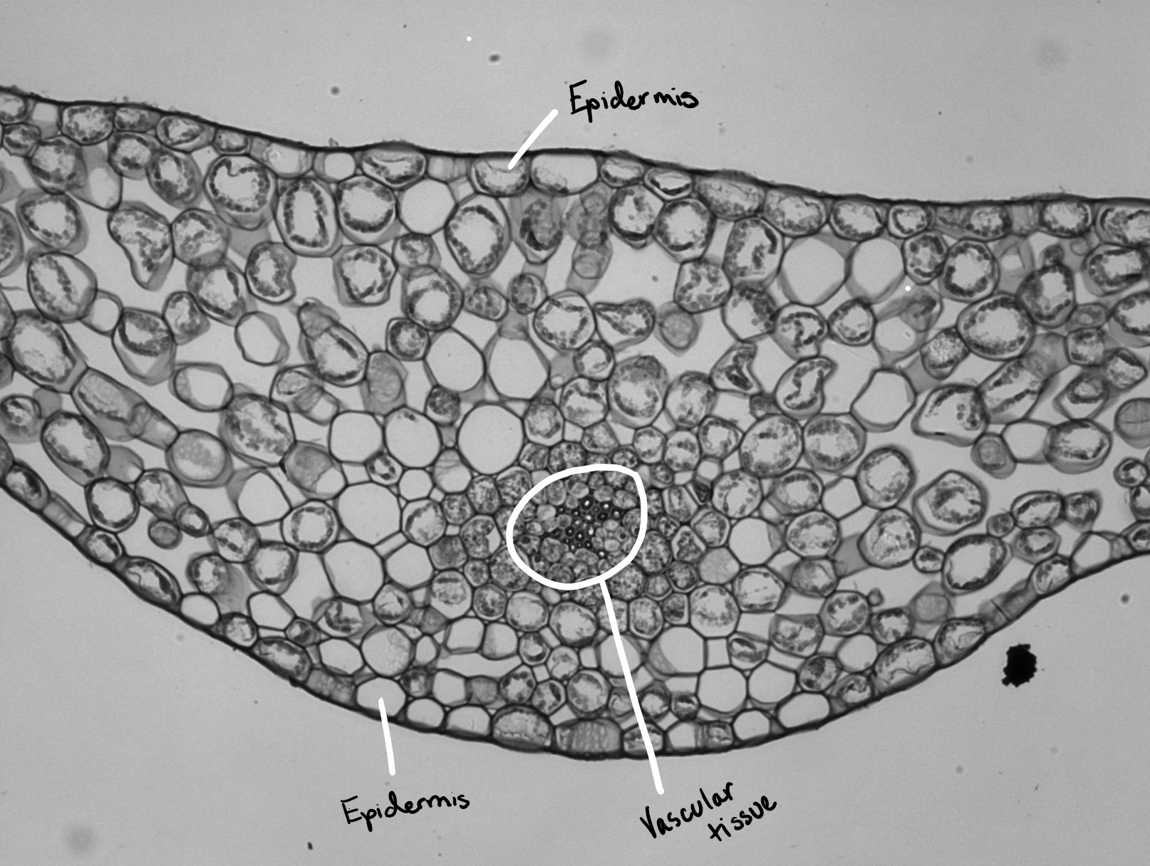 A cross section through a microphyll