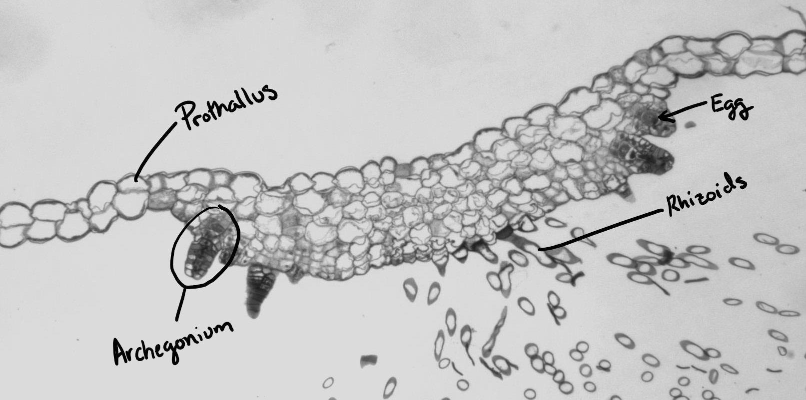 A labeled cross section through a fern prothallus