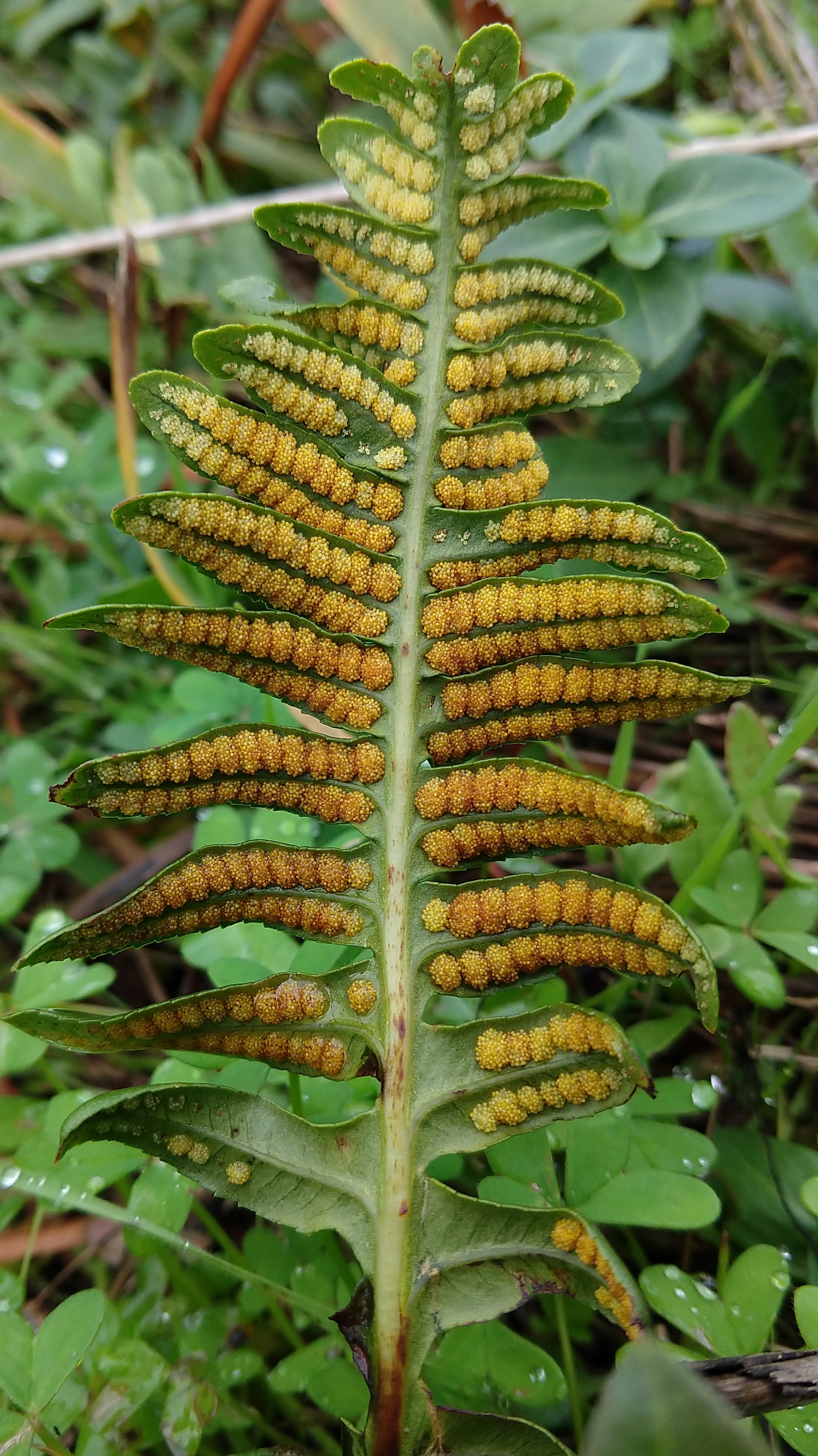 A fern frond where each pinna has two rows of fuzzy-looking orange lumps (sori)