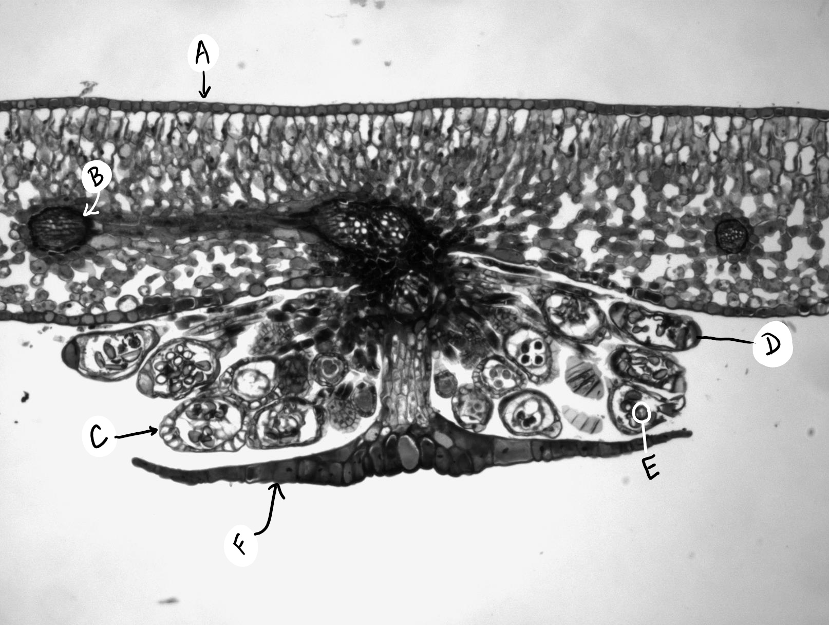 A labeled cross section through a fern sorus with an indusium