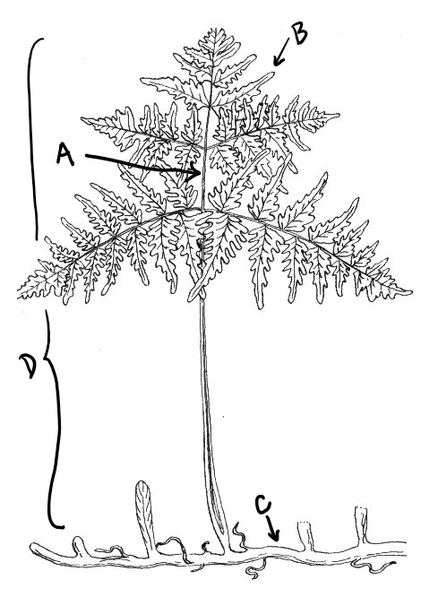 A fern frond emerging from a rhizome