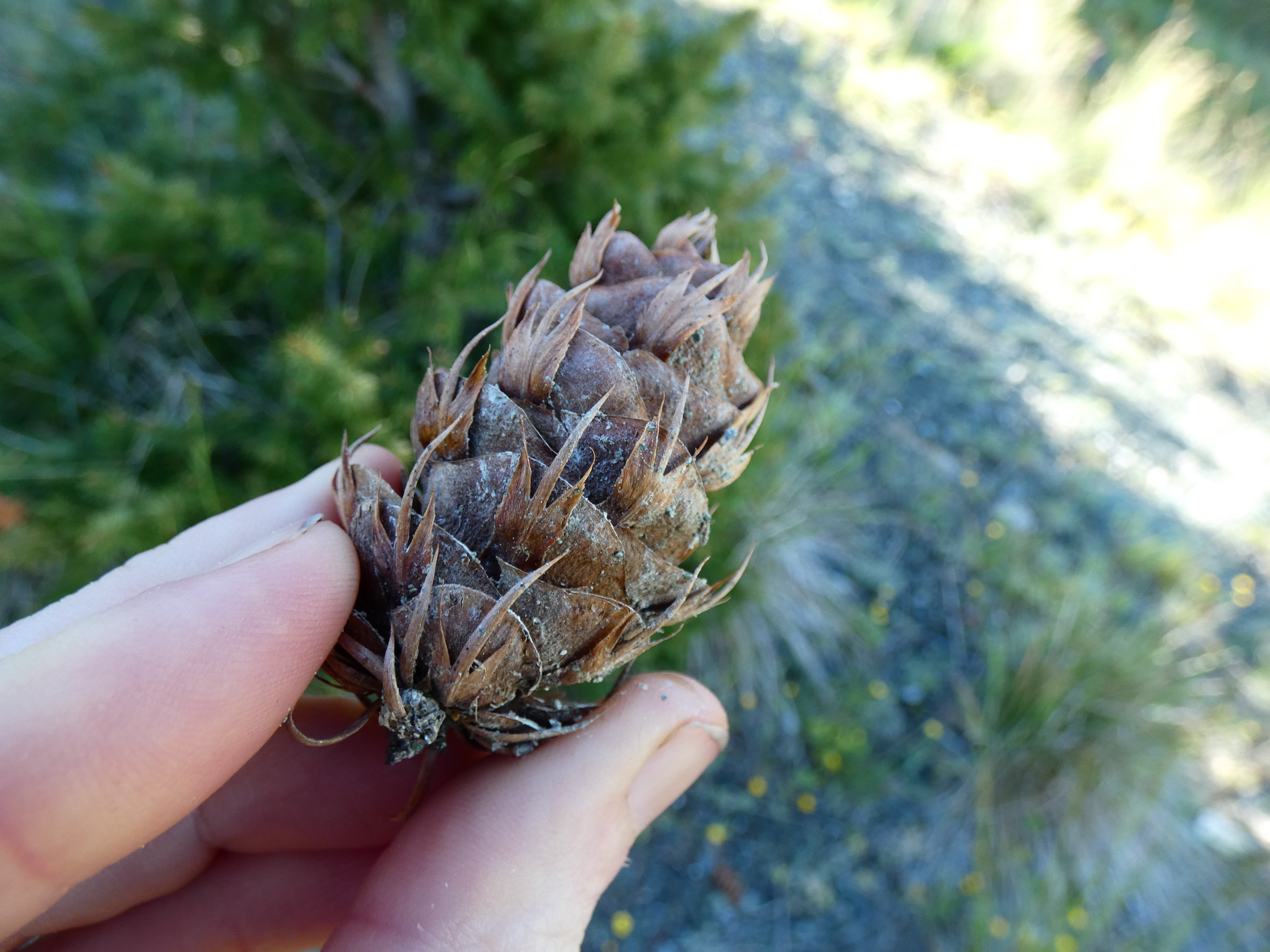 A Douglas-fir seed cone
