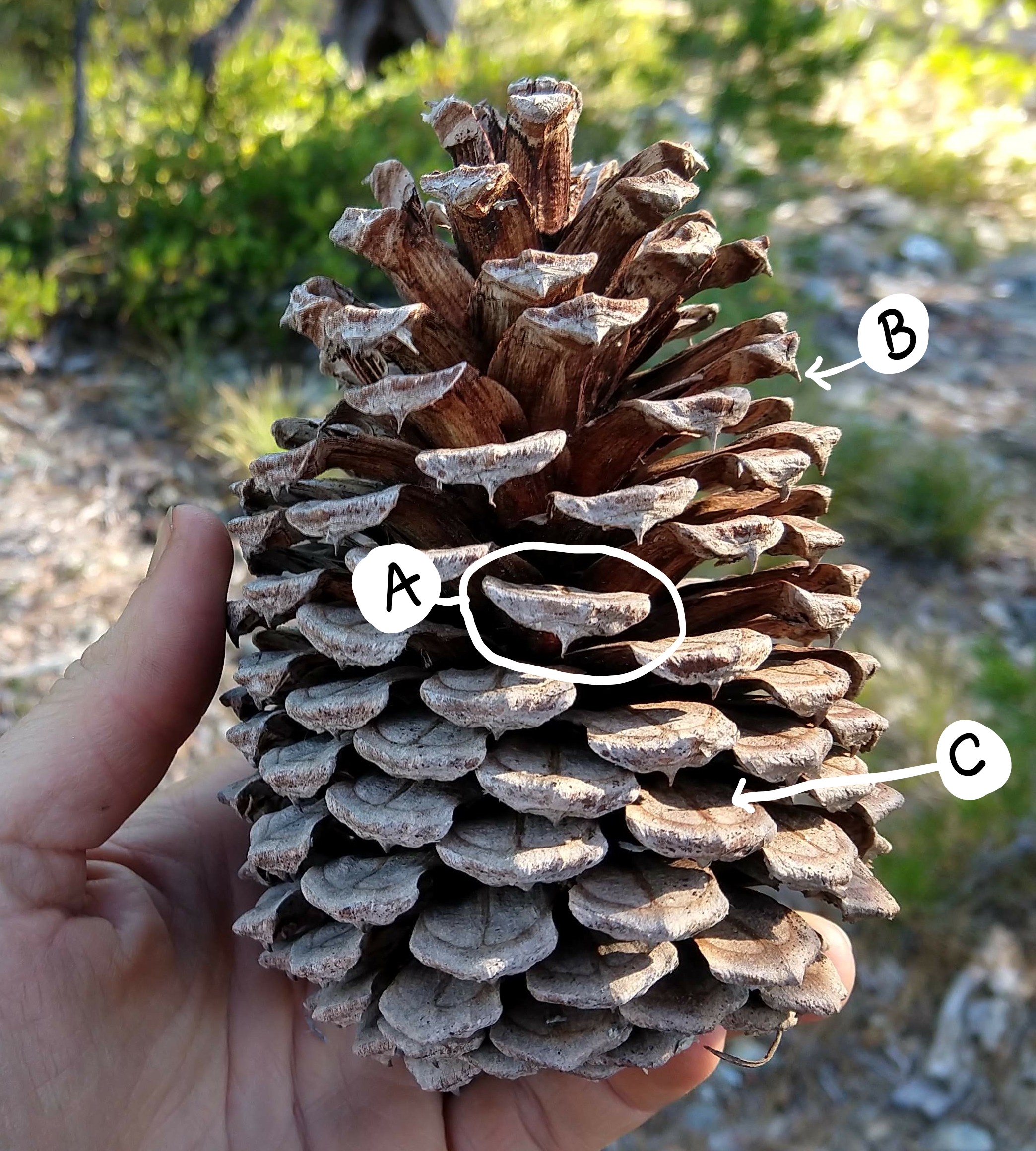 A jefferey pine megastrobilus labeled with an A, B, and C