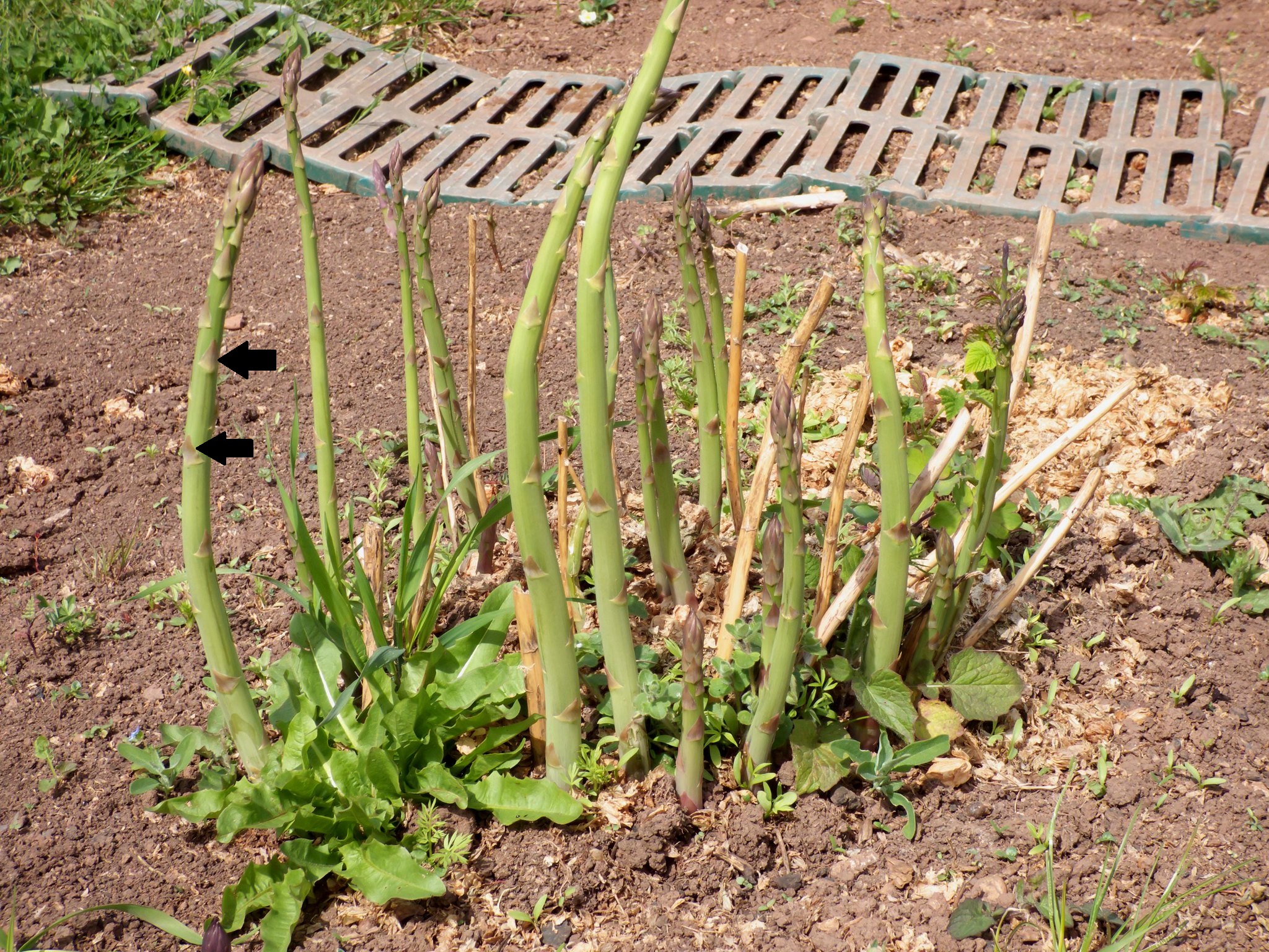 A young asparagus plant has not yet formed cladophylls. The actual leaves are reddish, triangular scales along the stem.