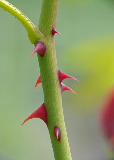 Close-up of a rose stem with red, triangular prickles