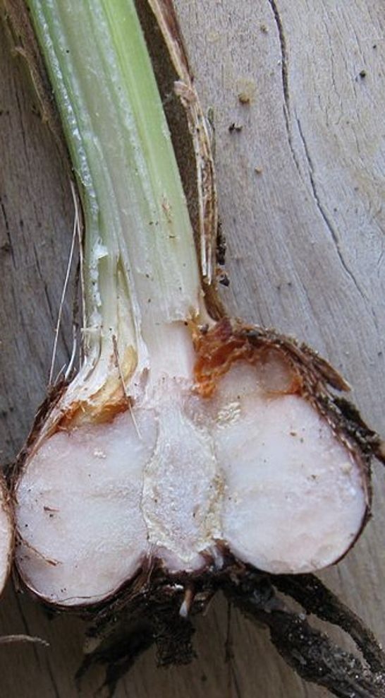 Un cormo cortado longitudinalmente revela un tallo grueso y blanco