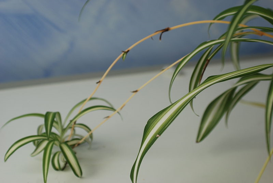 Several long, white stolons emerge from a spider plant. A plantlet is at the end of the stolon