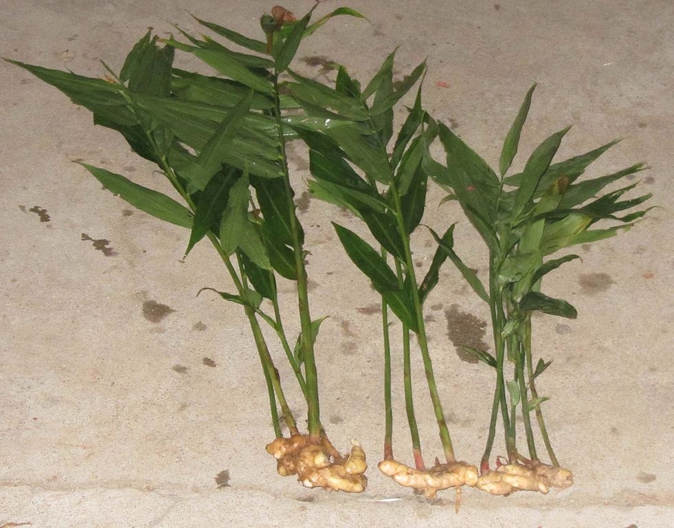 Ginger shoots arise from the ginger rhizome, which is thick, has short internodes, and papery leaves.
