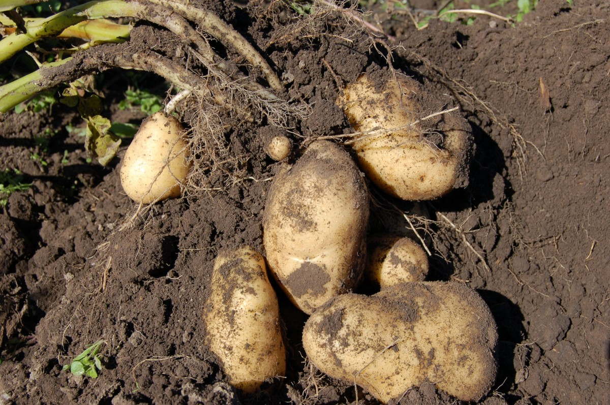 Potato tubers in the soil. They are oval, expanded structures.