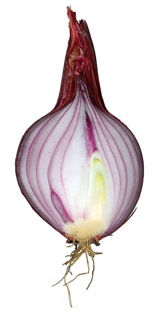 Un bulbo de cebolla cortado longitudinalmente tiene un tallo pequeño y capas de hojas gruesas y carnosas.