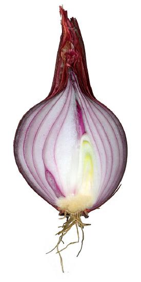 An onion bulb cut longitudinally has a small stem and layers of thick, fleshy leaves.