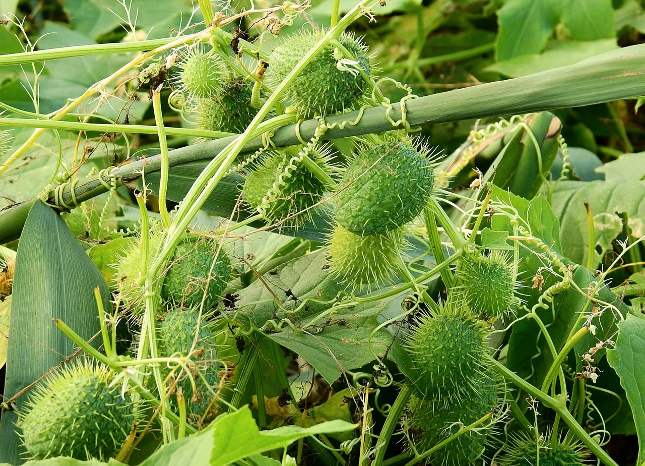 A wild cucumber, with small, oval, spiky fruits and scattered tendrils.