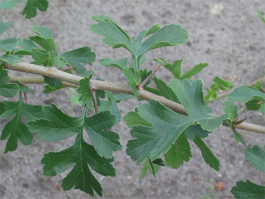 A hawthorn stem with sharp, brown thorns arising from the axils above each leaf.
