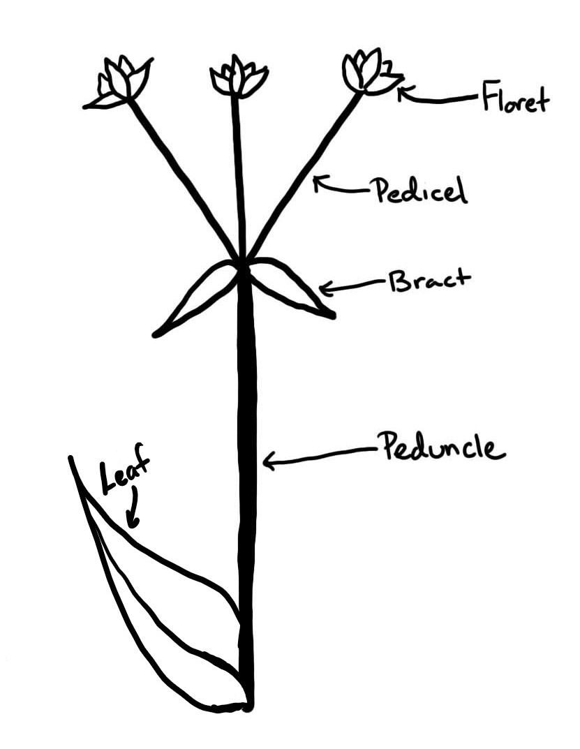 Un boceto que etiqueta los componentes de la inflorescencia descritos en la otra imagen