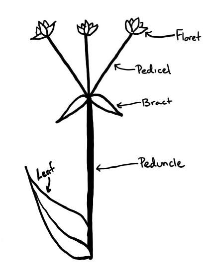 A sketch that labels the components of the inflorescence described in the other image