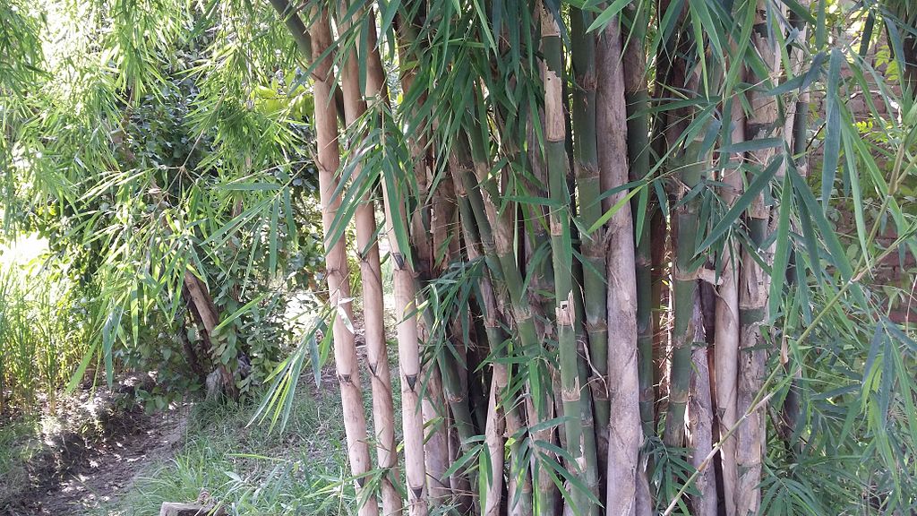 Straight, cylindrical bamboo stems with narrow leaves