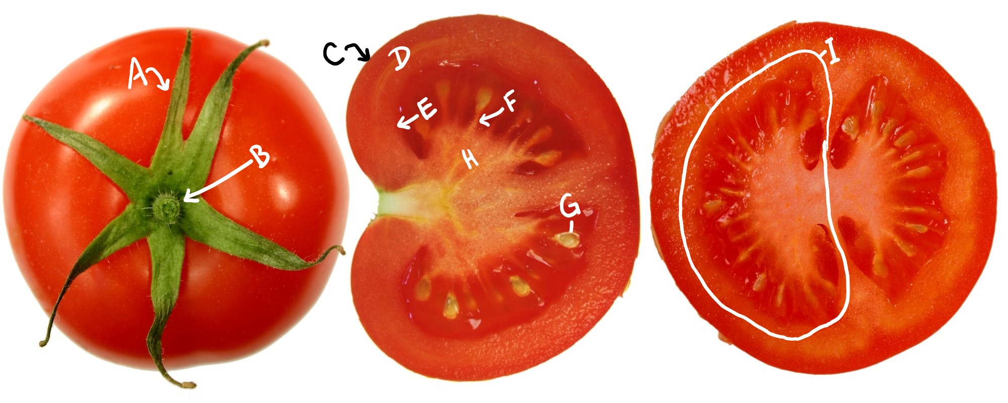 Three tomatoes in different views and sections